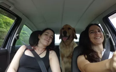 7 Dicas para viajar de carro com seu pet